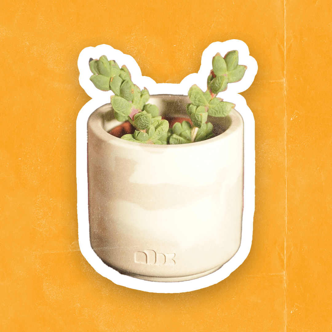 Lil Plant Pot Workshop